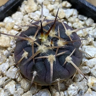 SH38060 Gymnocalycium spegazzinii