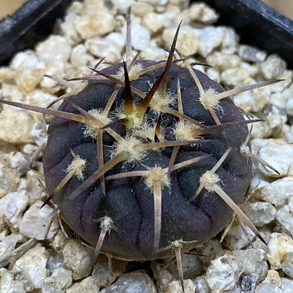 SH38060 Gymnocalycium spegazzinii