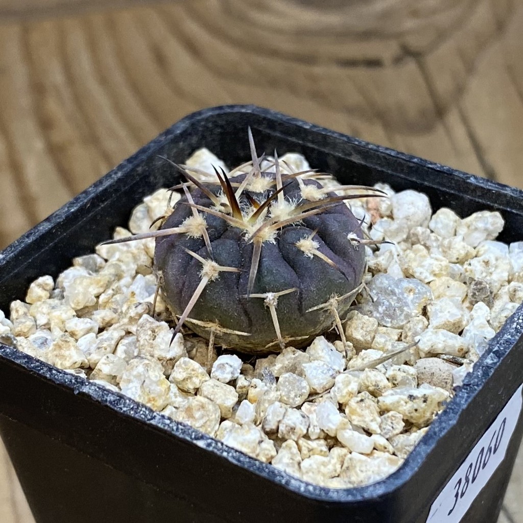 SH38060 Gymnocalycium spegazzinii - Зображення 2