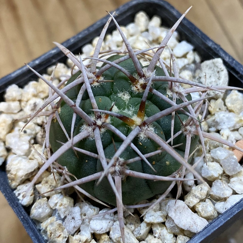 SH38061 Gymnocalycium ferocior VG 512