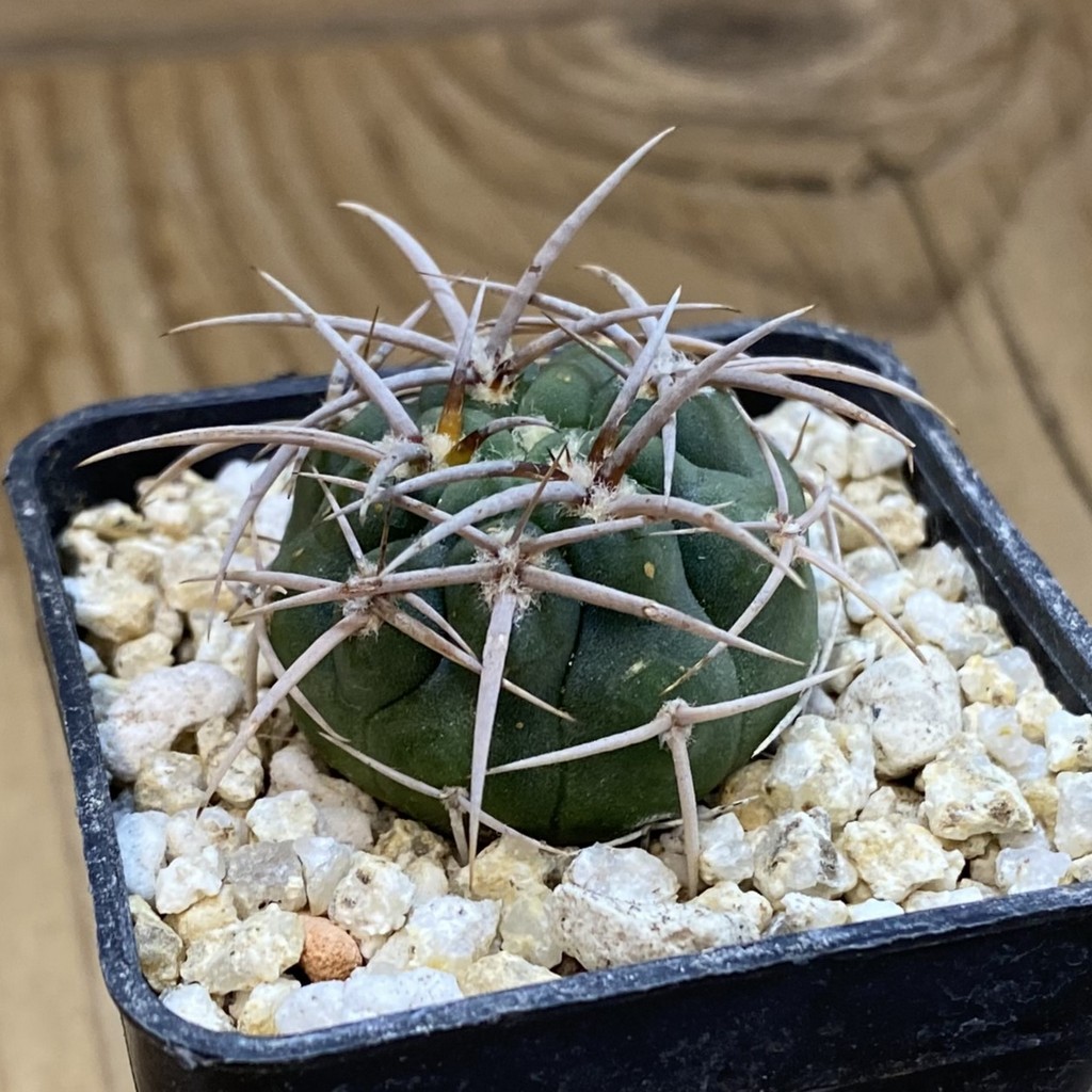 SH38061 Gymnocalycium ferocior VG 512 - Зображення 2