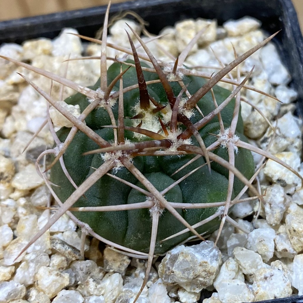 SH38062 Gymnocalycium ferocior VG 512