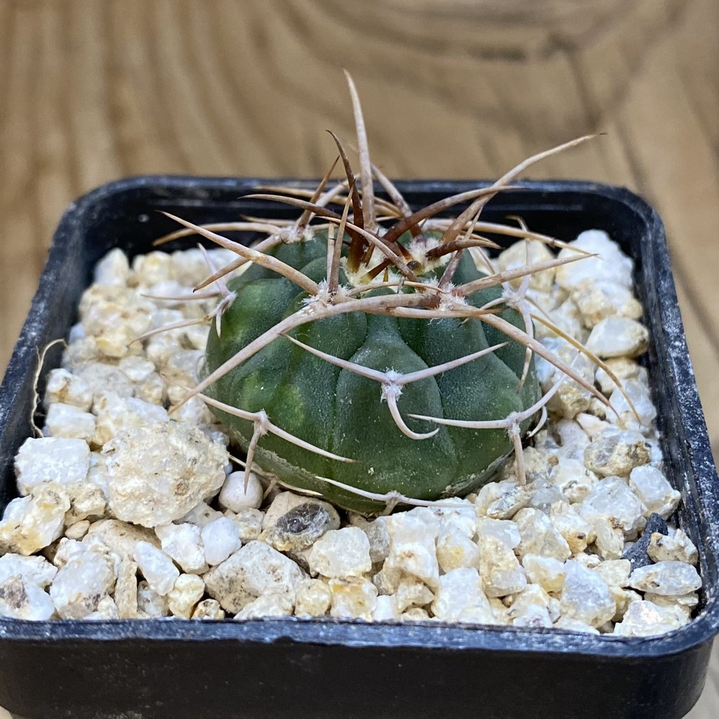 SH38062 Gymnocalycium ferocior VG 512 - Зображення 2