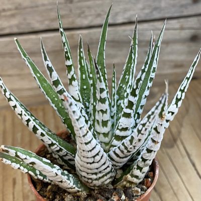 SH37990 Haworthia fasciata 'Alba'