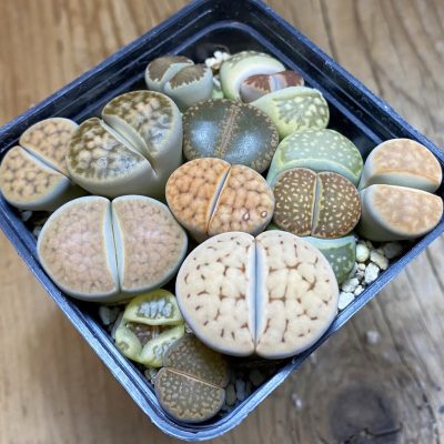 SH38063 Lithops mix