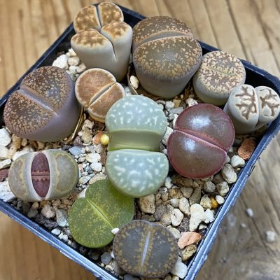 SH38064 Lithops mix