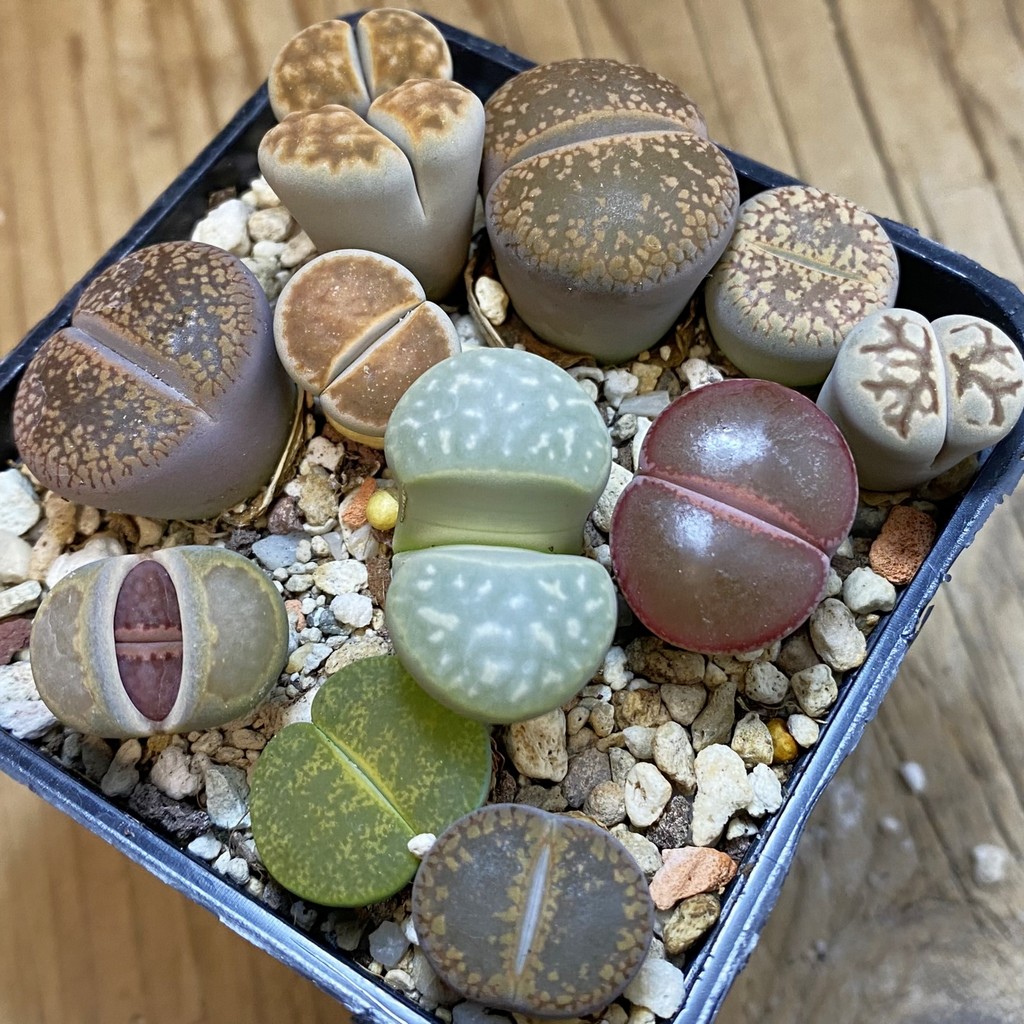 SH38064 Lithops mix