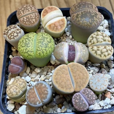 SH38065 Lithops mix