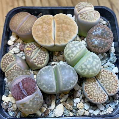 SH38066 Lithops mix