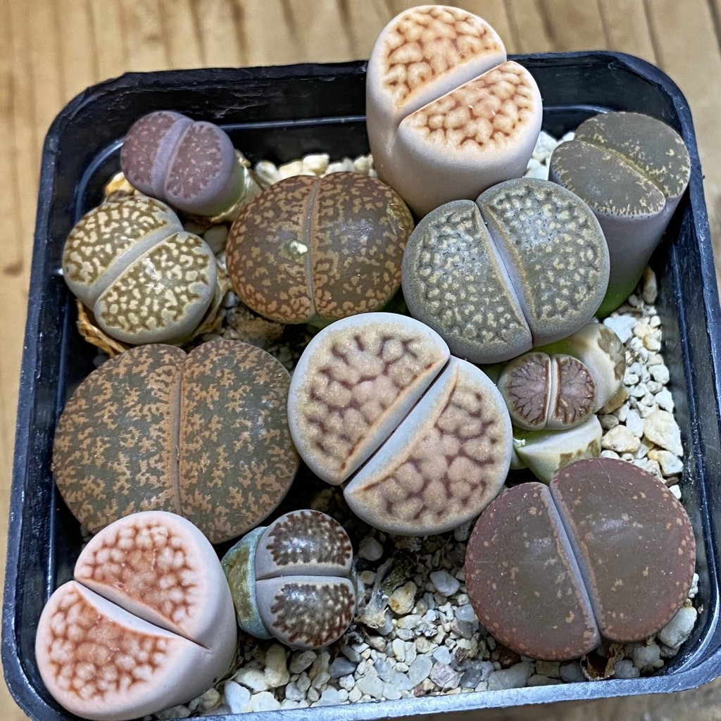 SH38067 Lithops mix