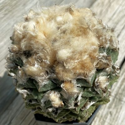 SH38068 Ariocarpus fissuratus -Brewster Co.-, 30 years old, own roots