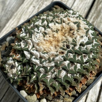 SH38069 Ariocarpus kotschoubeyanus v. elephantidens -Cadereyta-, 30 years old, own roots