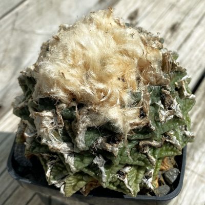 SH38070 Ariocarpus fissuratus -Big Banol-, 20 years old, own roots