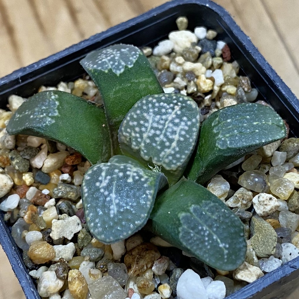 SH37991 Haworthia groenewaldii