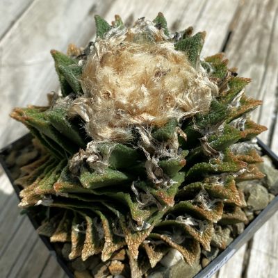 SH38071 Ariocarpus bravoanus -Núñez-, 30 years old, own roots