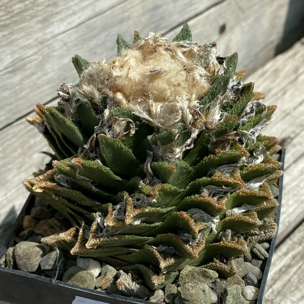 SH38071 Ariocarpus bravoanus -Núñez-, 30 years old, own roots - Зображення 2