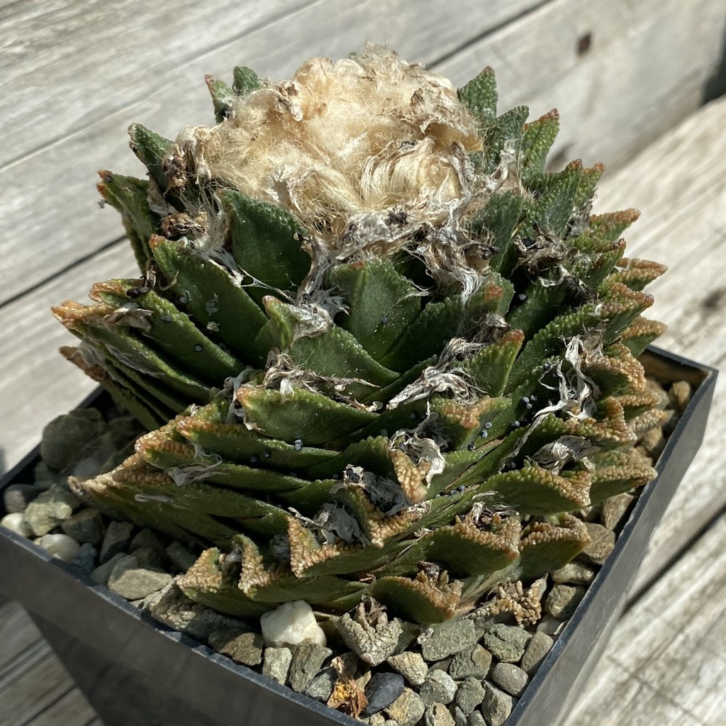 SH38071 Ariocarpus bravoanus -Núñez-, 30 years old, own roots - Зображення 3