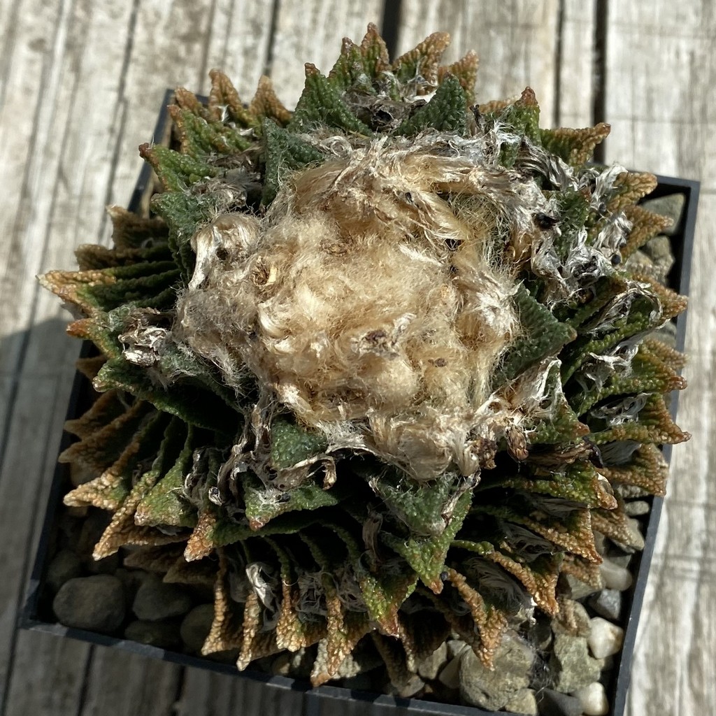 SH38071 Ariocarpus bravoanus -Núñez-, 30 years old, own roots - Зображення 4