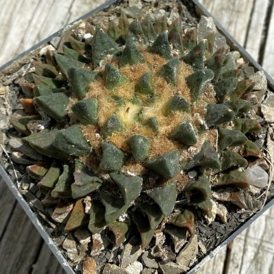 SH38072 Ariocarpus scaphirostris -Rayones, 30 years old, own roots