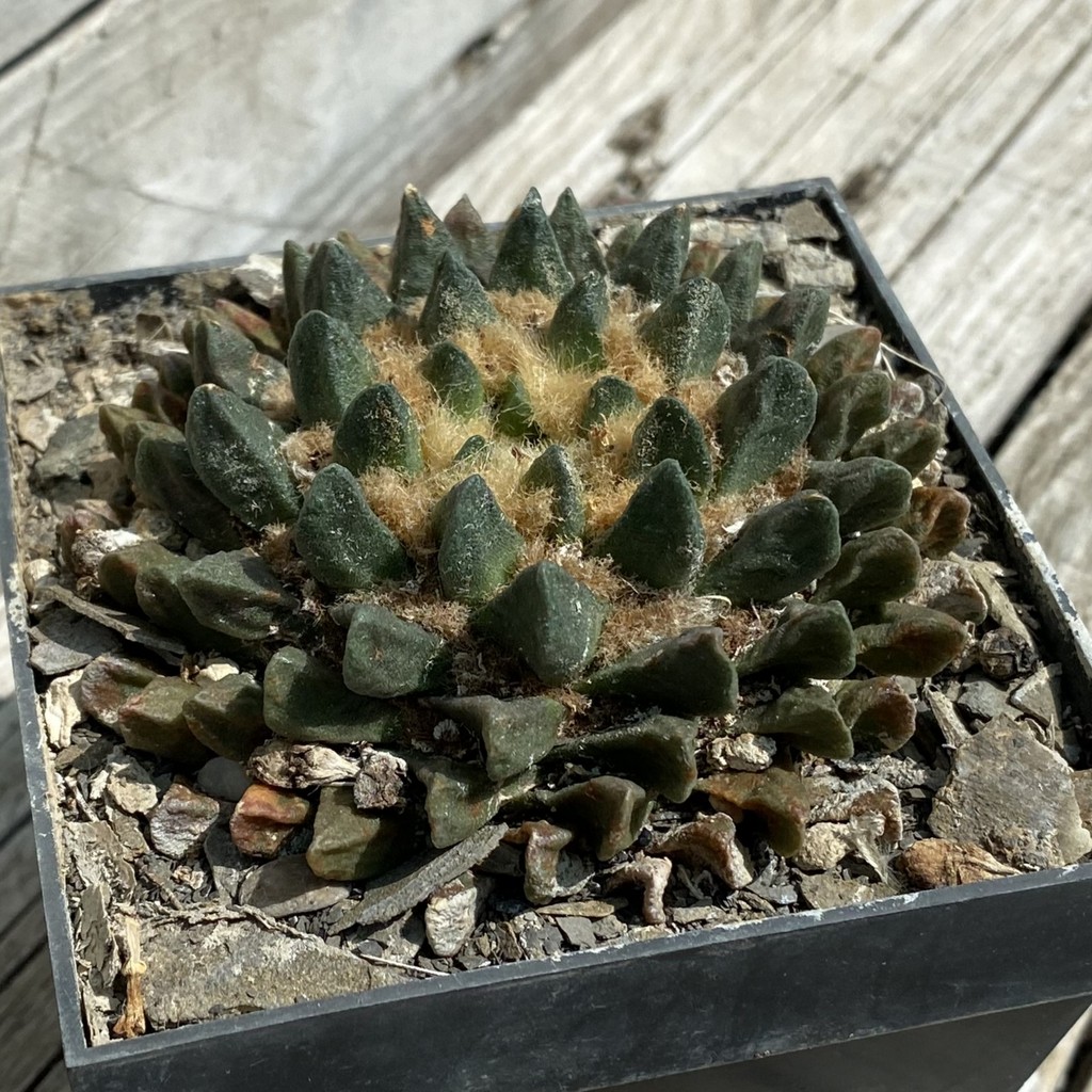 SH38072 Ariocarpus scaphirostris -Rayones, 30 years old, own roots - Зображення 2