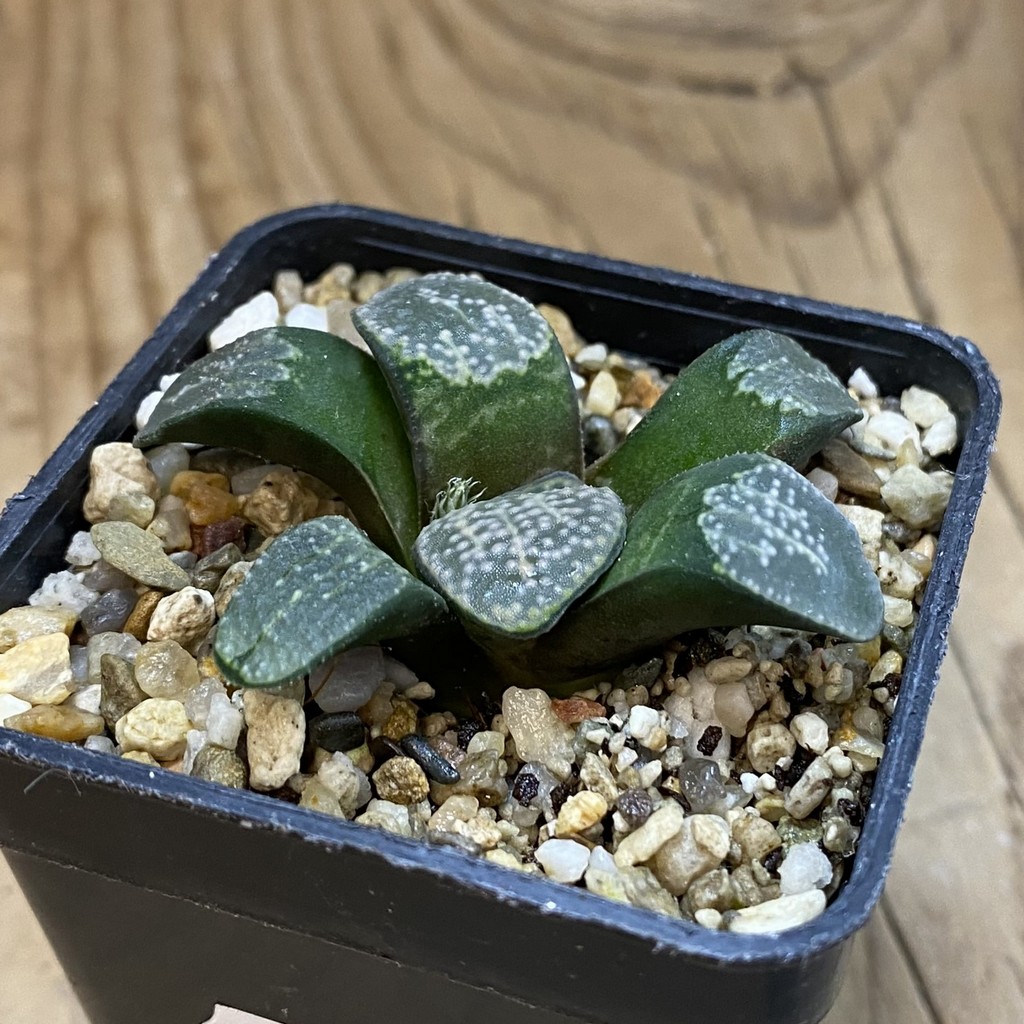 SH37991 Haworthia groenewaldii - Зображення 2