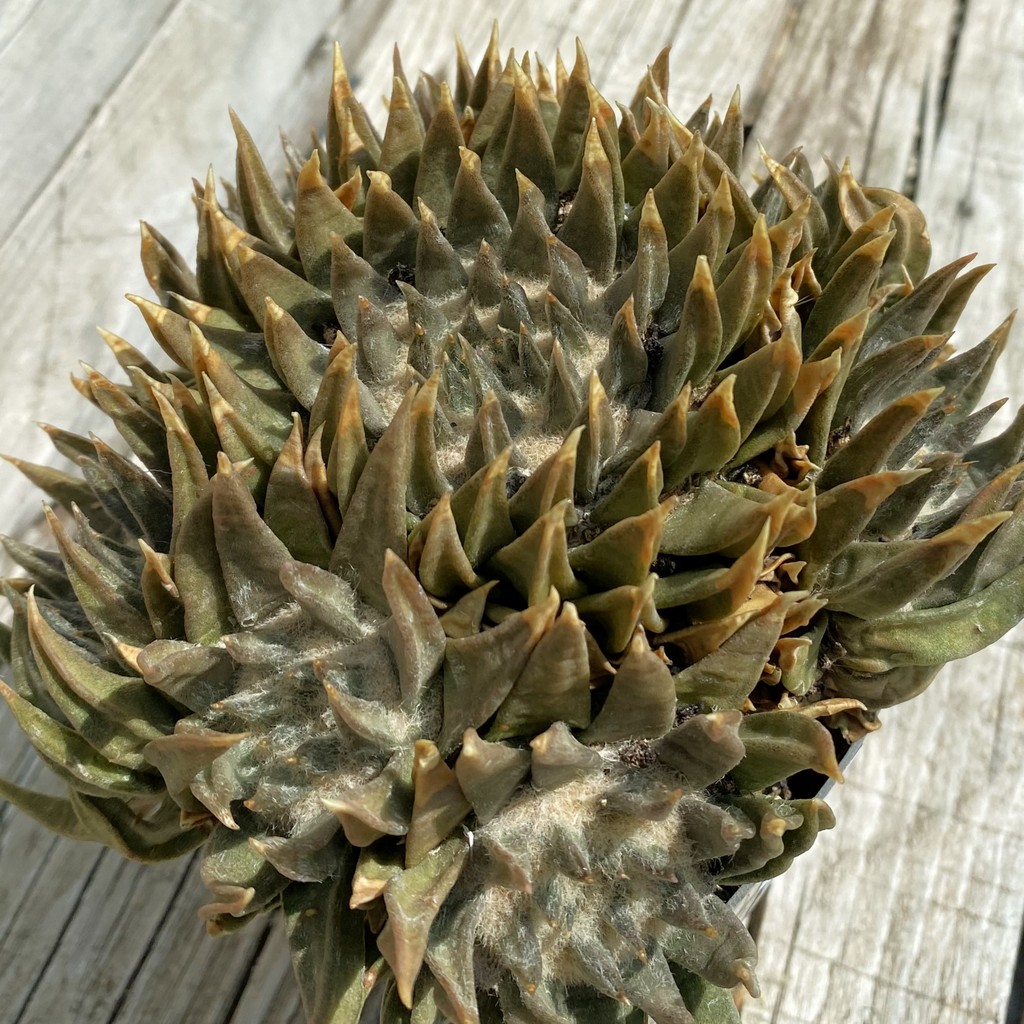 SH38073 Ariocarpus trigonus SB 307 -Jaumave-, 20 years old, own roots