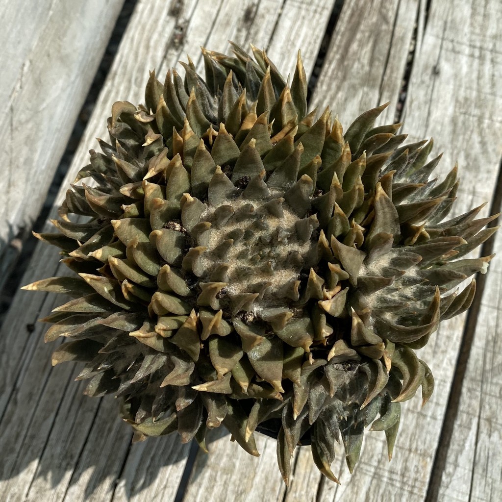 SH38073 Ariocarpus trigonus SB 307 -Jaumave-, 20 years old, own roots - Зображення 2