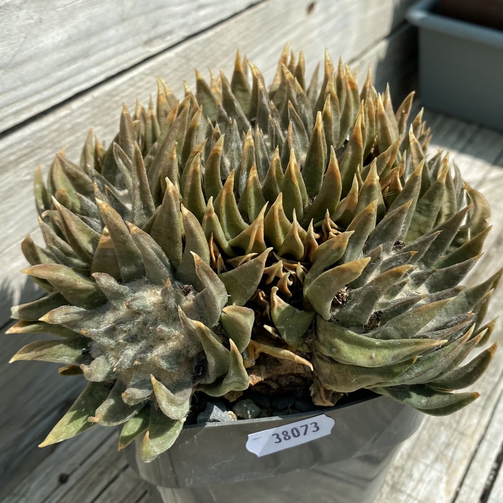 SH38073 Ariocarpus trigonus SB 307 -Jaumave-, 20 years old, own roots - Зображення 3