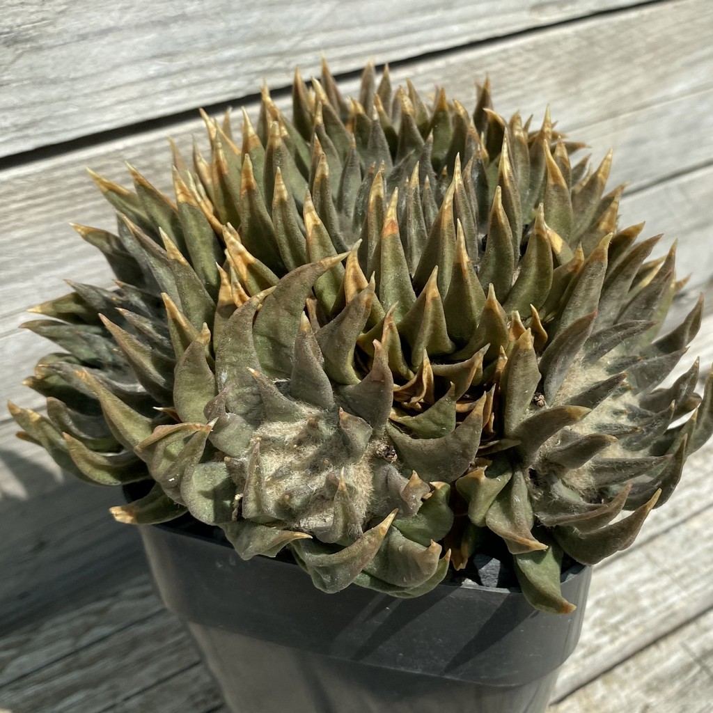 SH38073 Ariocarpus trigonus SB 307 -Jaumave-, 20 years old, own roots - Зображення 4