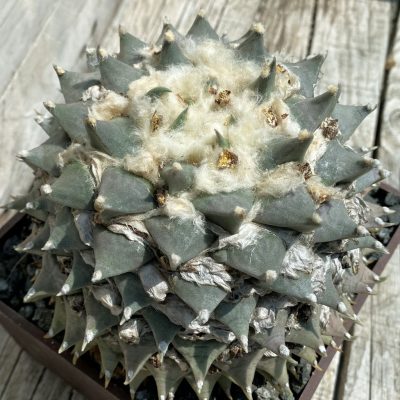SH38075 Ariocarpus retusus -Arambarri-, 40 years old, own roots