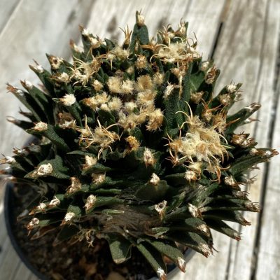 SH38076 Ariocarpus agavoides VM 804, grafted, 20 years old