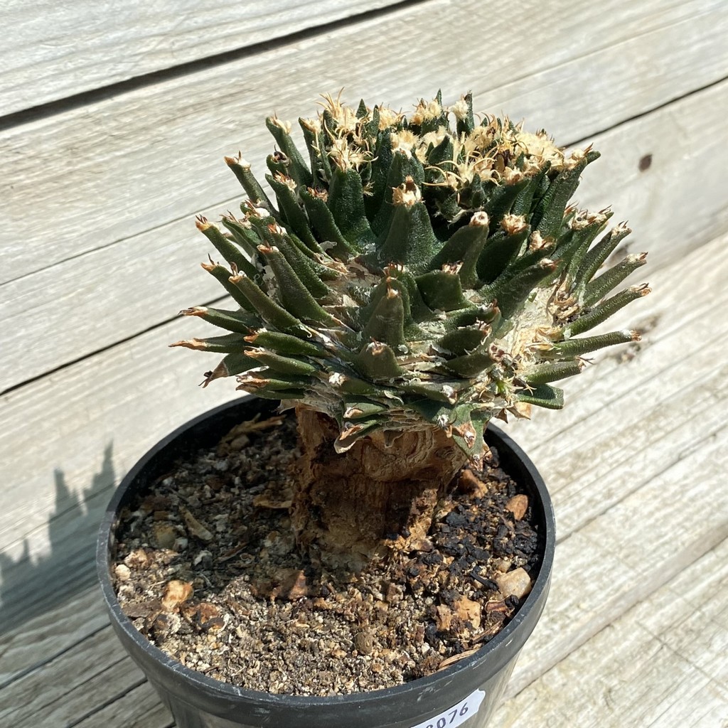 SH38076 Ariocarpus agavoides VM 804, grafted, 20 years old - Зображення 2