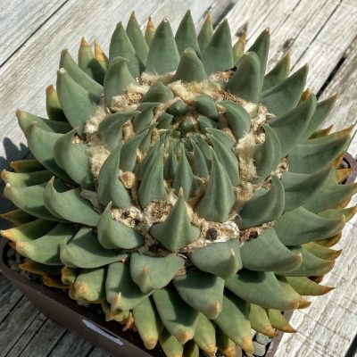 SH38077 Ariocarpus trigonus SB 938 -Palmillas-, 40 years old, own roots