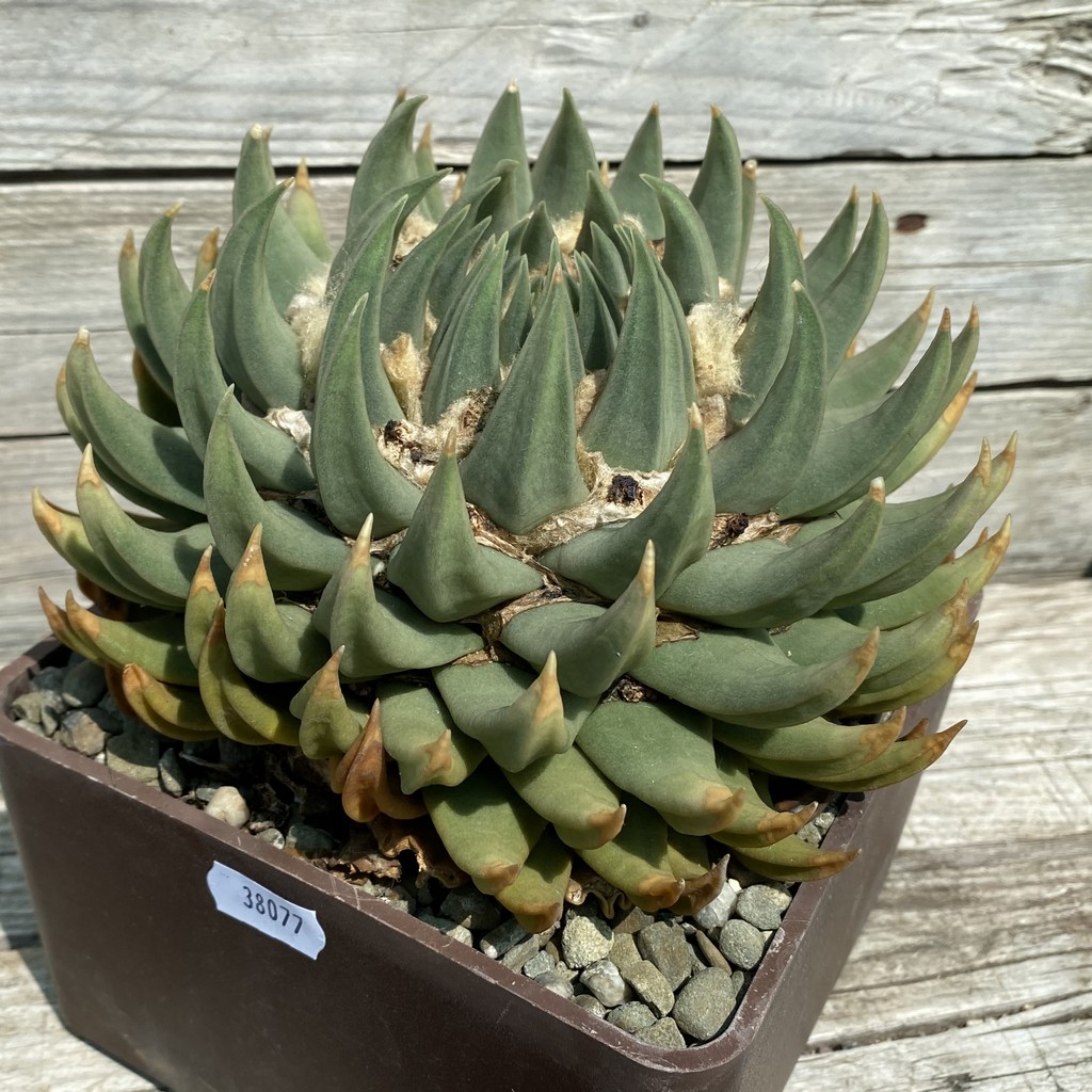 SH38077 Ariocarpus trigonus SB 938 -Palmillas-, 40 years old, own roots - Зображення 2