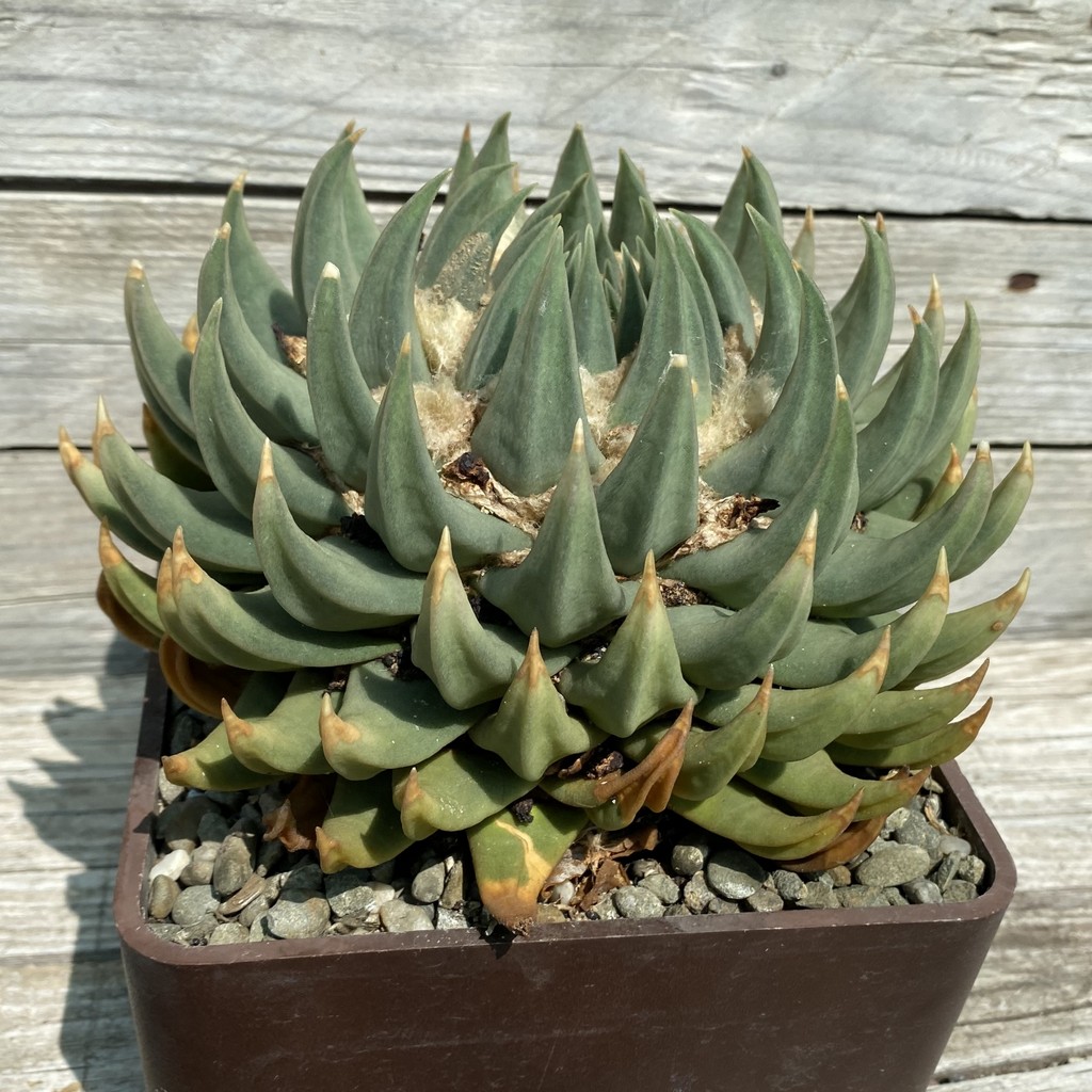 SH38077 Ariocarpus trigonus SB 938 -Palmillas-, 40 years old, own roots - Зображення 3