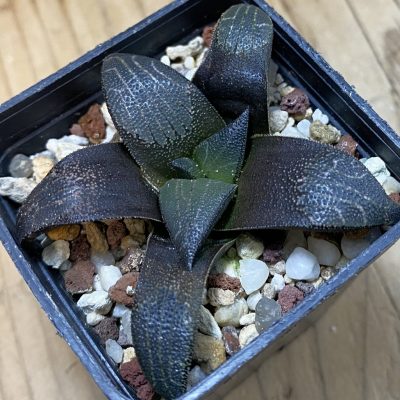 SH37992 Haworthia marxii