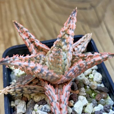 SH37993 Aloe TCT hybrid