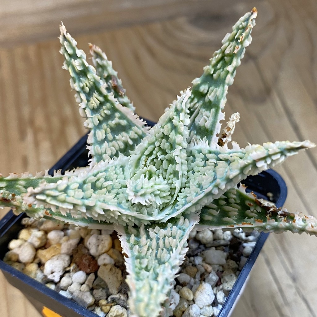 SH37994 Aloe TCT hybrid