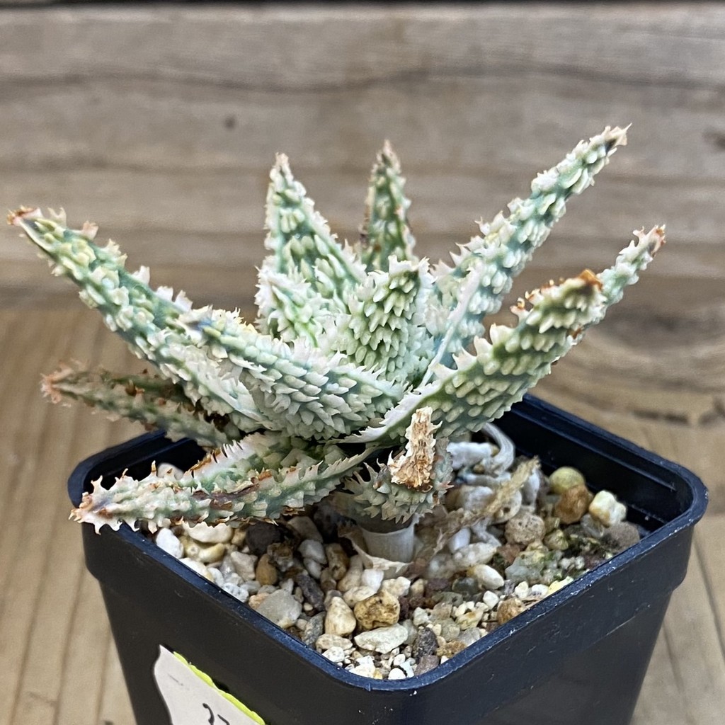 SH37994 Aloe TCT hybrid - Зображення 2