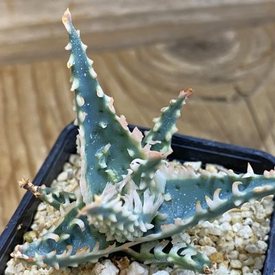 SH37995 Aloe TCT hybrid