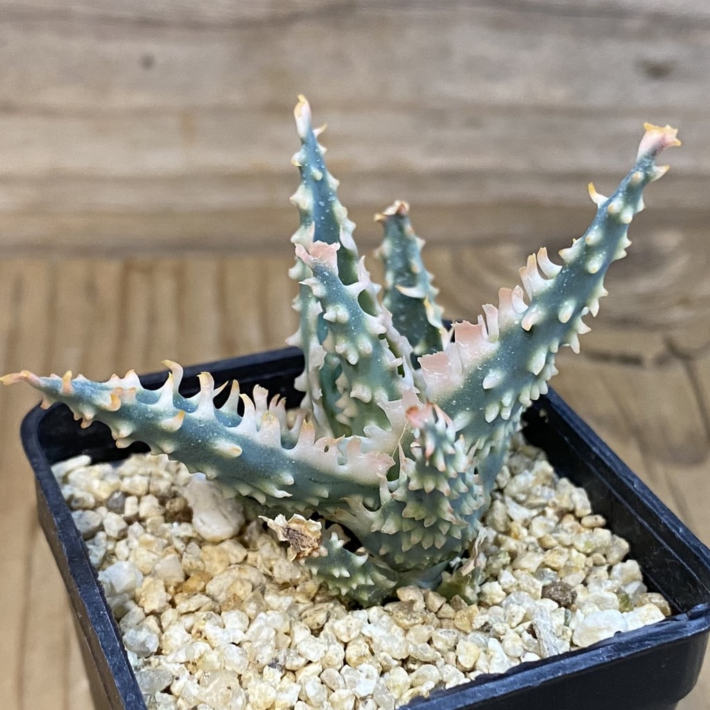 SH37995 Aloe TCT hybrid - Зображення 2