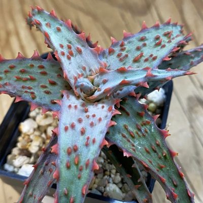 SH37996 Aloe castilloniae hybrid