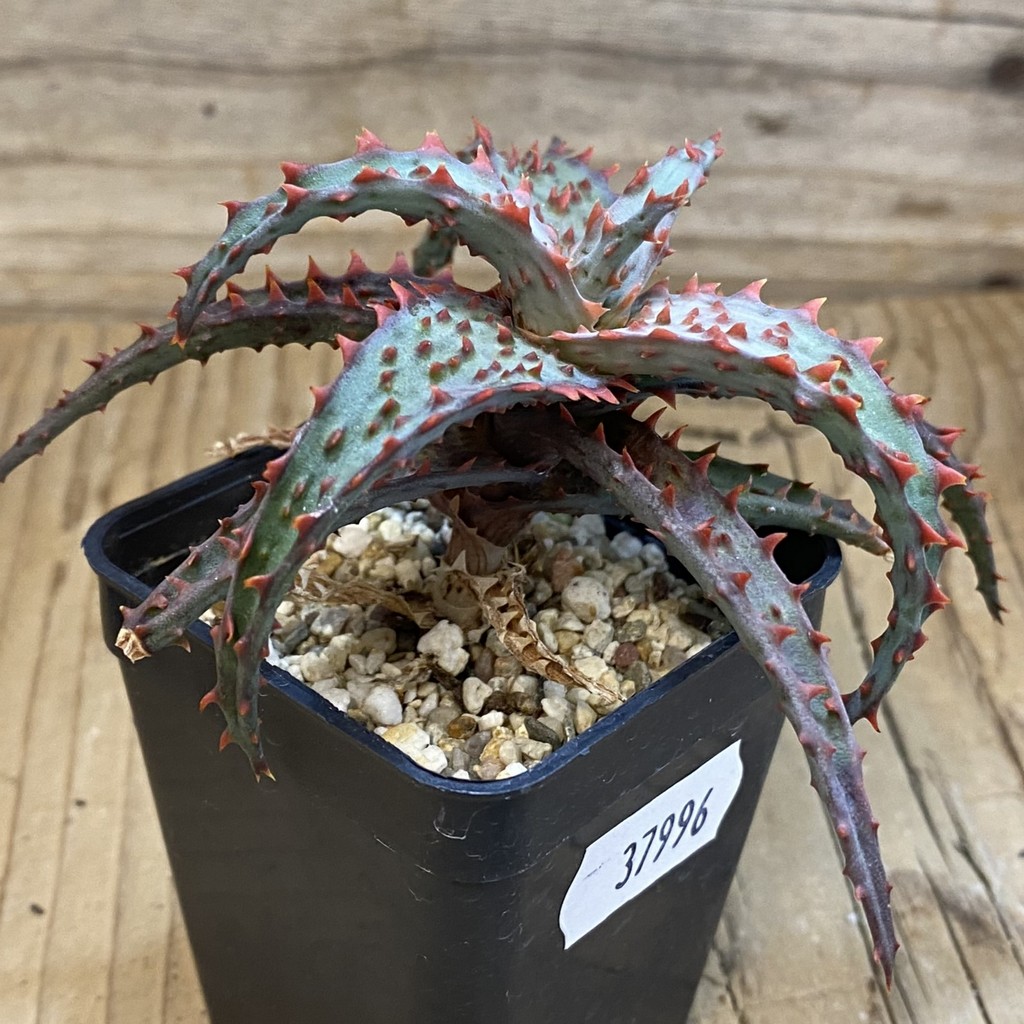 SH37996 Aloe castilloniae hybrid - Зображення 2