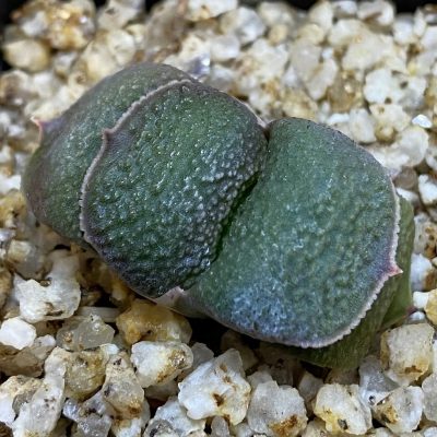 SH37997 Gasteria armstrongii -Japan-