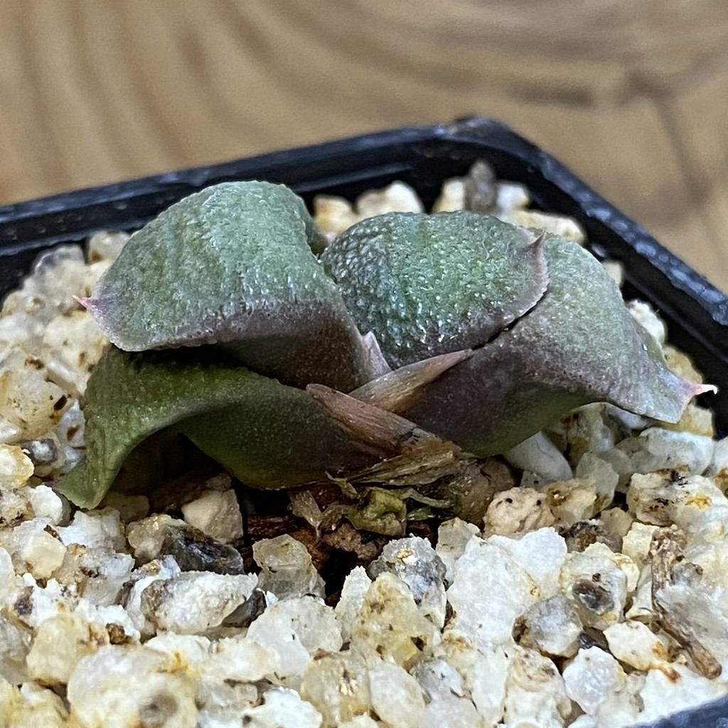 SH37997 Gasteria armstrongii -Japan- - Зображення 2