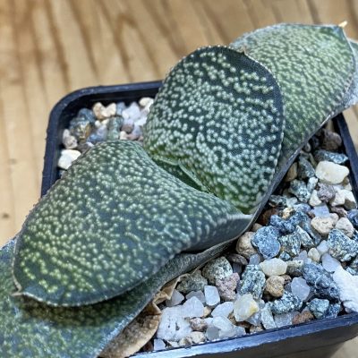 SH37998 Gasteria armstrongii hybrid