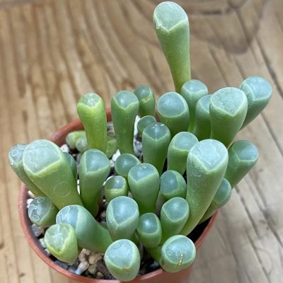 SH37984 Fenestraria rhopalophylla