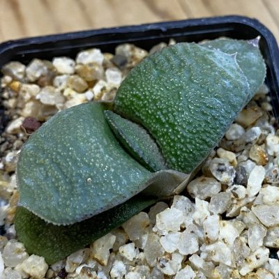 SH37999 Gasteria armstrongii -Japan-