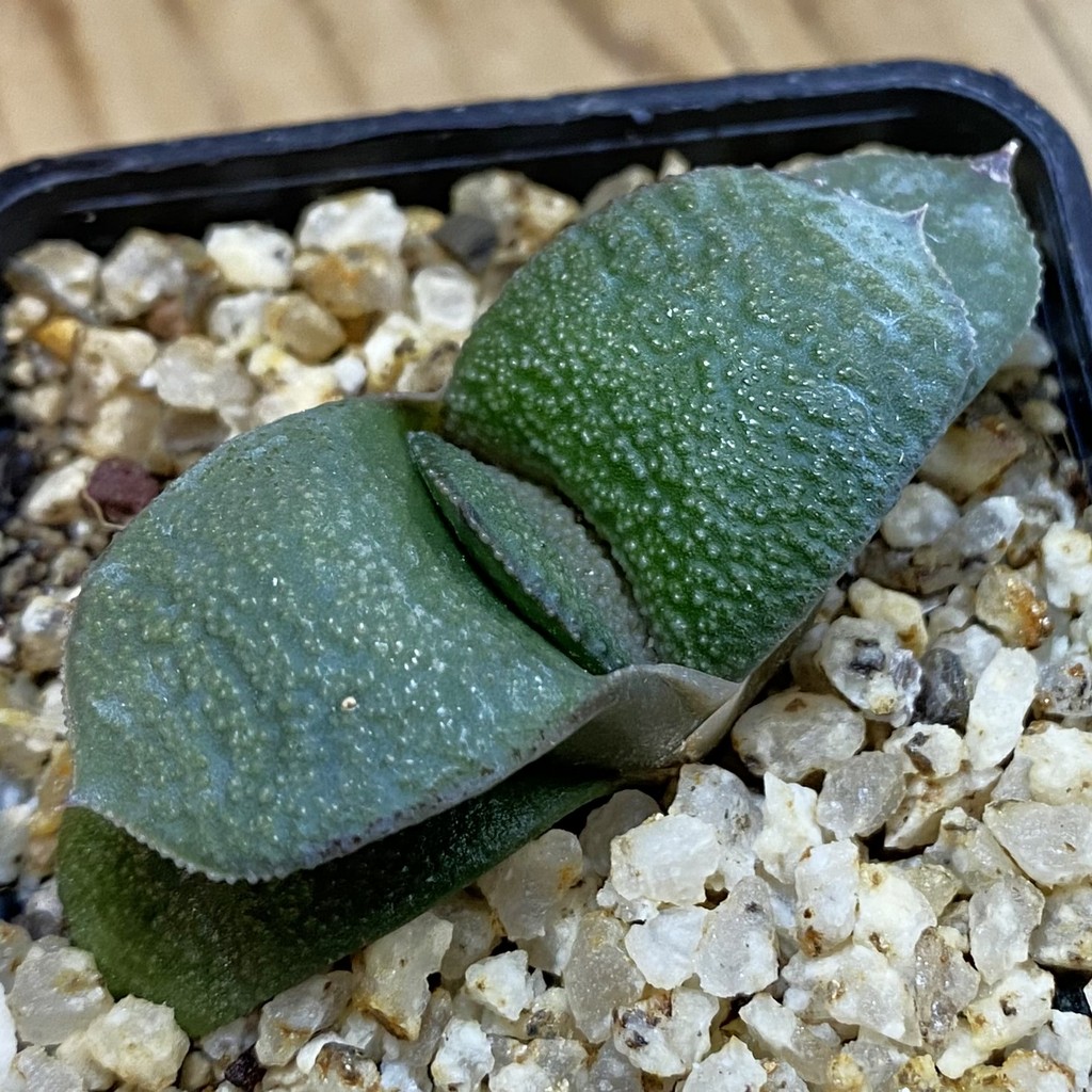 SH37999 Gasteria armstrongii -Japan-