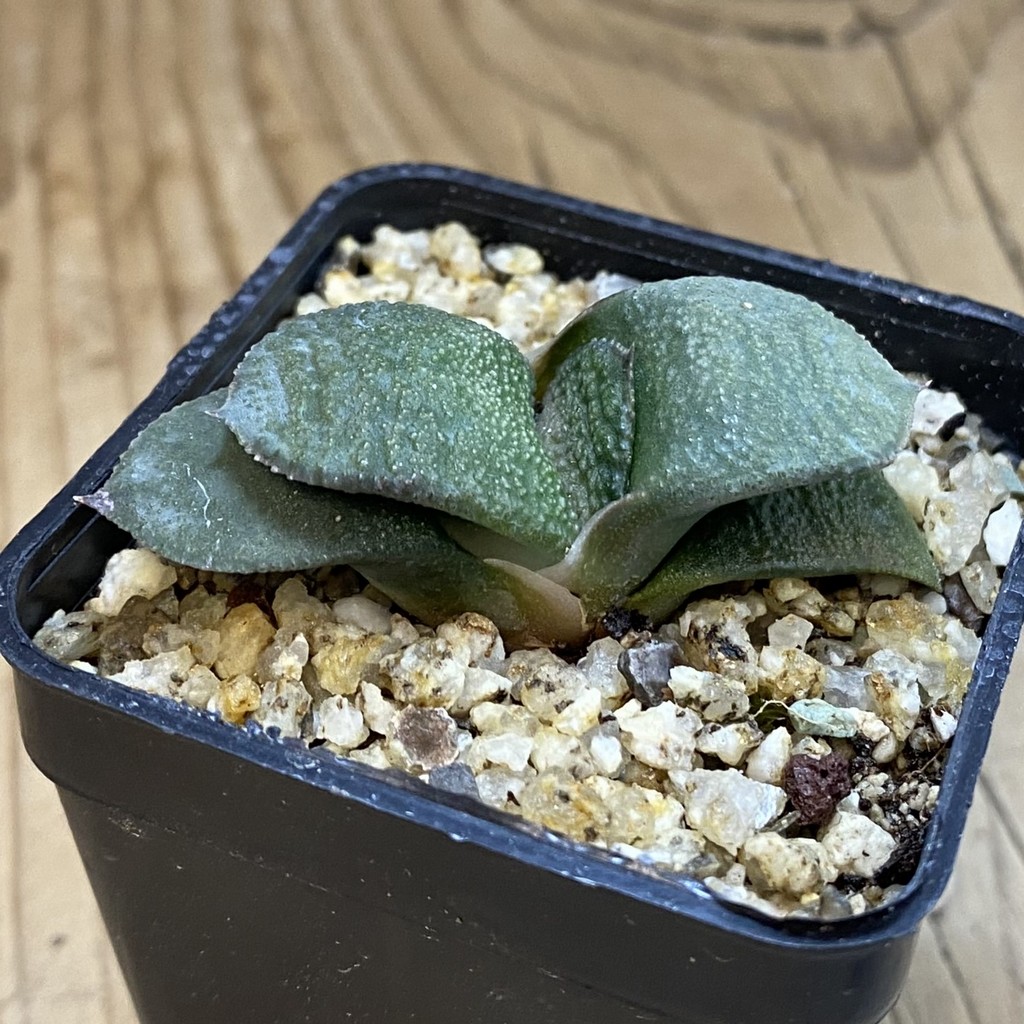 SH37999 Gasteria armstrongii -Japan- - Зображення 2